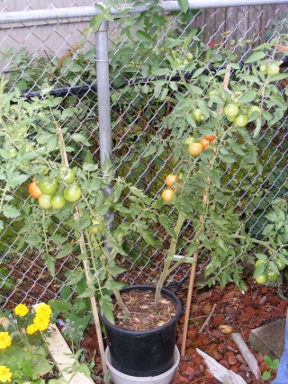 Tomato Tuesday for the PNW - Page 6 09_30_21
