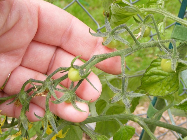 PNW: Tomato Tuesday 2012 Dscf0015