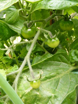 PNW: Tomato Tuesday 2012 Dscf0019