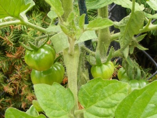 PNW: Tomato Tuesday 2012 Dscf0020