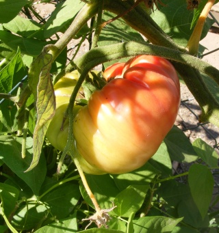 PNW: Tomato Tuesday 2012 - Page 3 Dscf0154