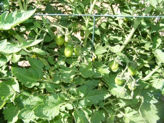PNW: Tomato Tuesday 2012 - Page 3 Dscf0155