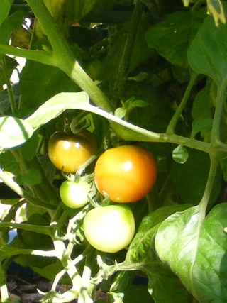 PNW: Tomato Tuesday 2012 - Page 3 Dscf0156