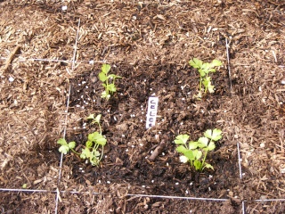 Garden Tip - Never buy Celery Again - Page 2 Dscf0412