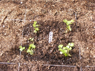 crop rotation - Garden Tip - Never buy Celery Again - Page 2 Dscf0412