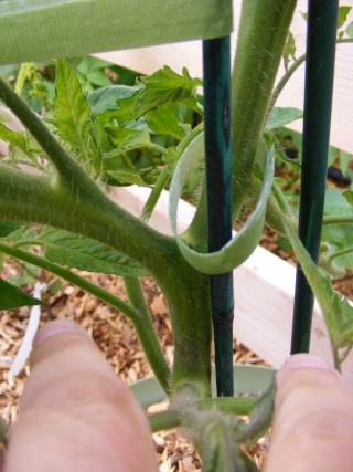 single vine trellising tomatoes Dscf0527