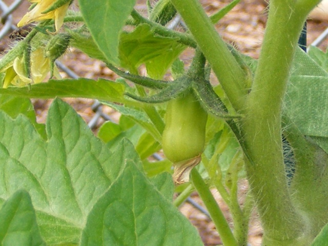 PNW: Tomato Tuesday 2012 Dscf0729