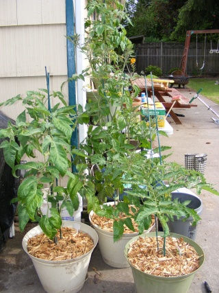 PNW: Tomato Tuesday 2012 Dscf0734