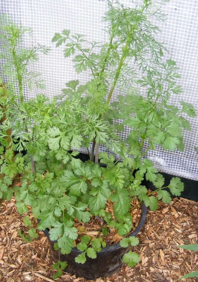 question about our cilantro Dscf0737