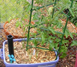 PNW: Tomato Tuesday 2012 Dscf0811