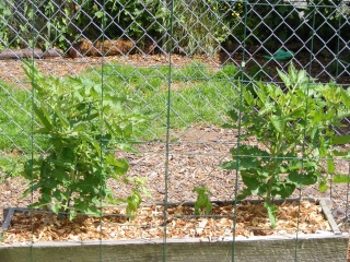 PNW: Tomato Tuesday 2012 Dscf0842