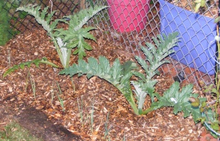 artichoke planting in a container...does it work? Dscf0848