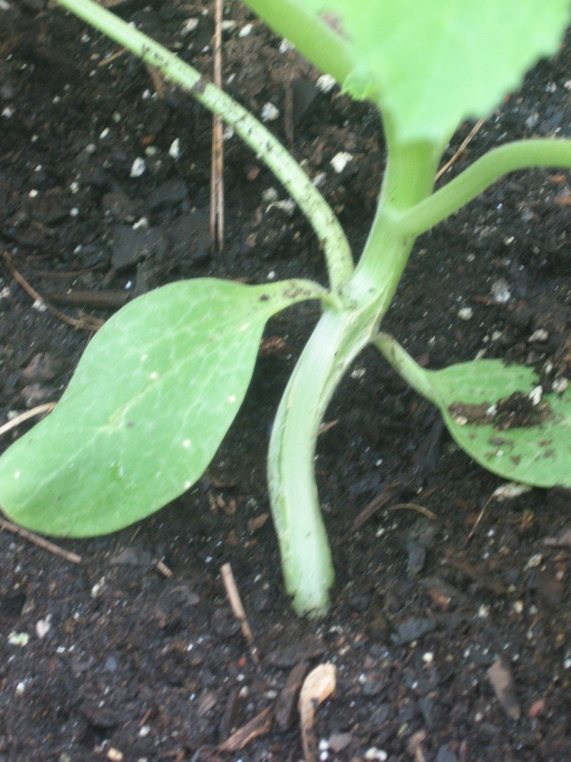 Cuts in squash stems - borers? Squash11