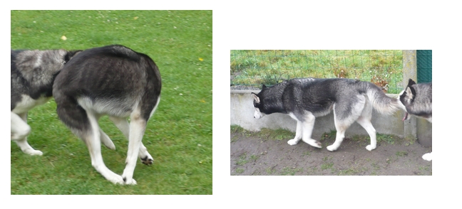 Aska husky de 2 ans et demi (PAR 91) ADOPTEE - Page 4 Progre10