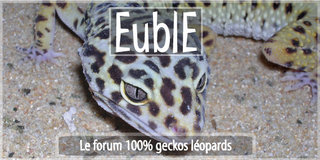 Euble 100% Geckos léopards  Bannie10