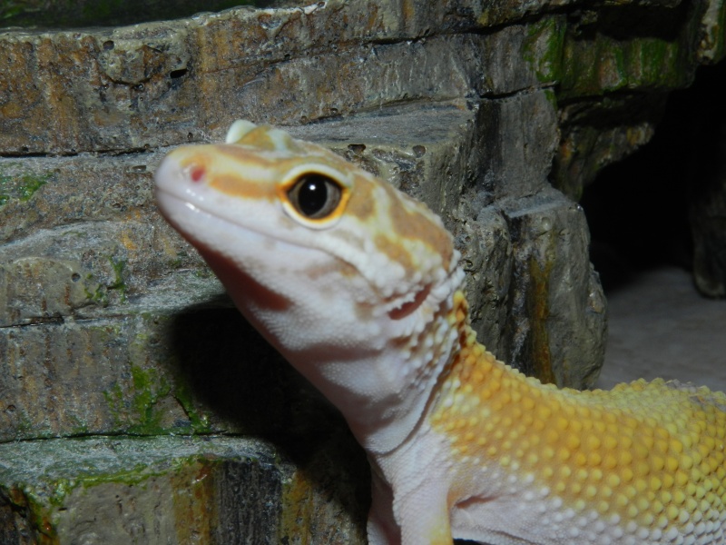 Python Regius, Pogona, Gecko léopard, Ceratohprys cranwelli Dscn0313