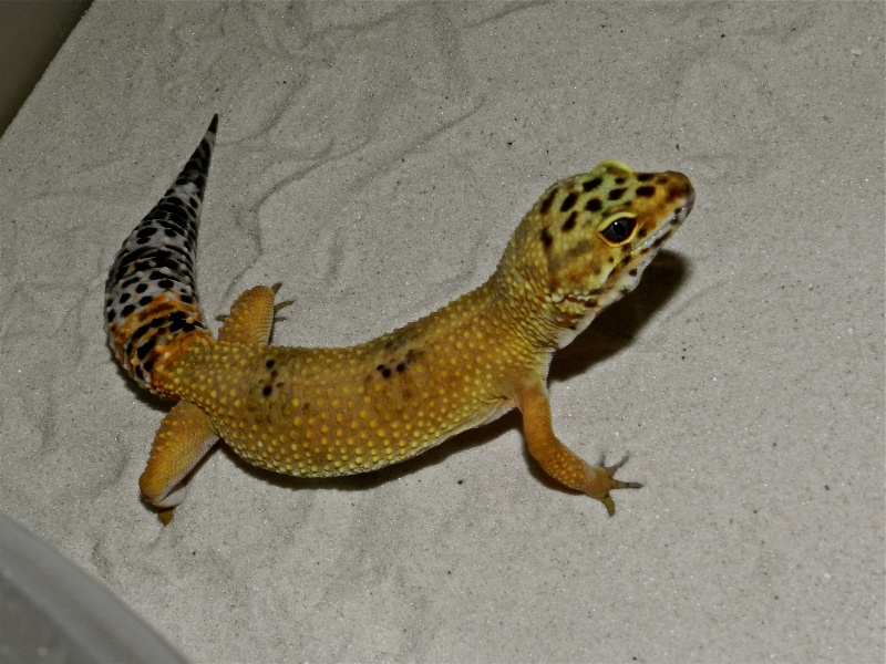 gecko leopard  Dscn1215