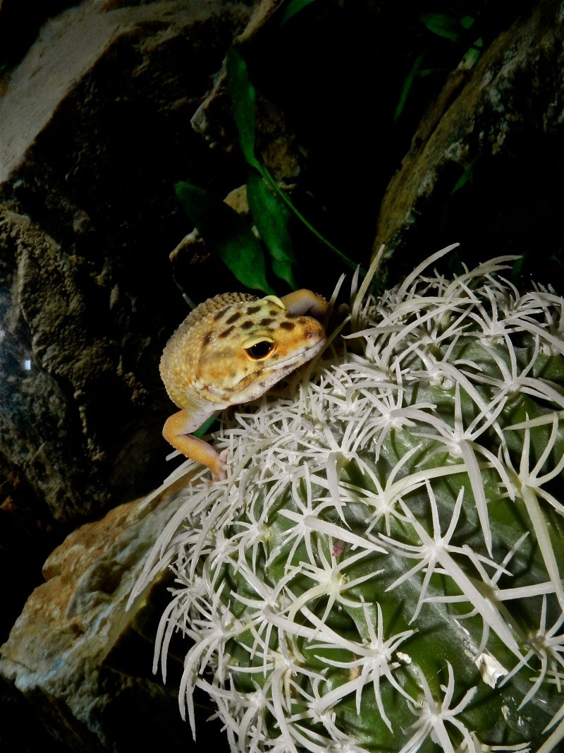 Mes geckos léopard Dscn1318