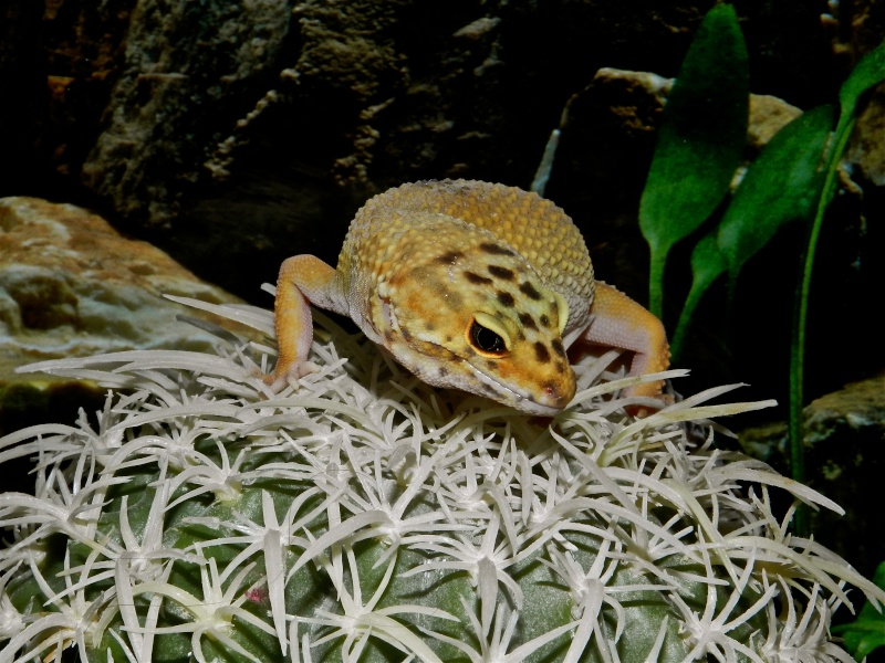 Mes geckos léopard Dscn1319