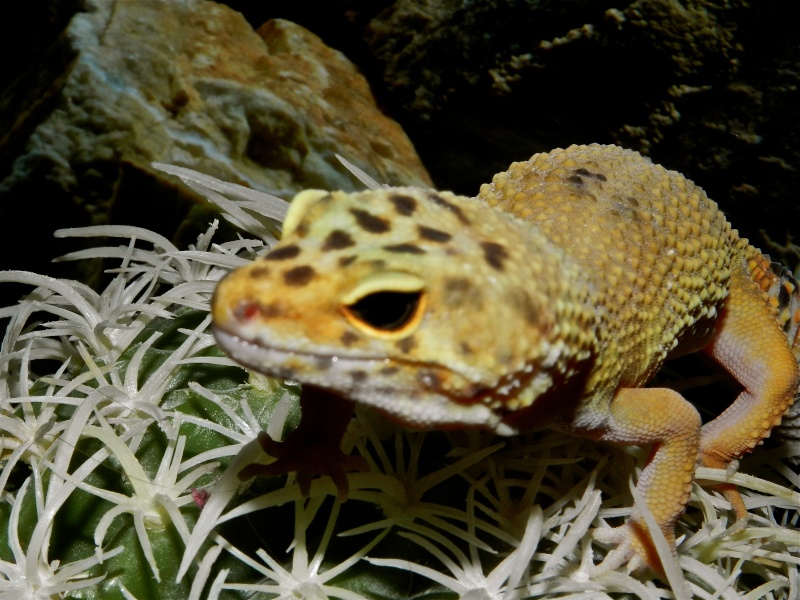 Mes geckos léopard Dscn1320