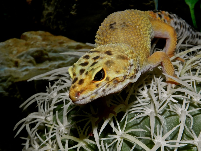 Mes geckos léopard Dscn1321