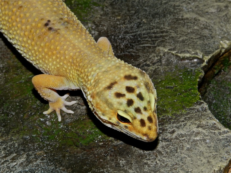 Mes geckos léopard Dscn1322