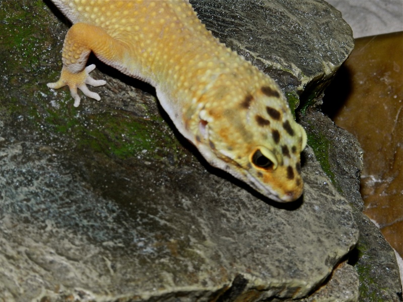 Mes geckos léopard Dscn1323