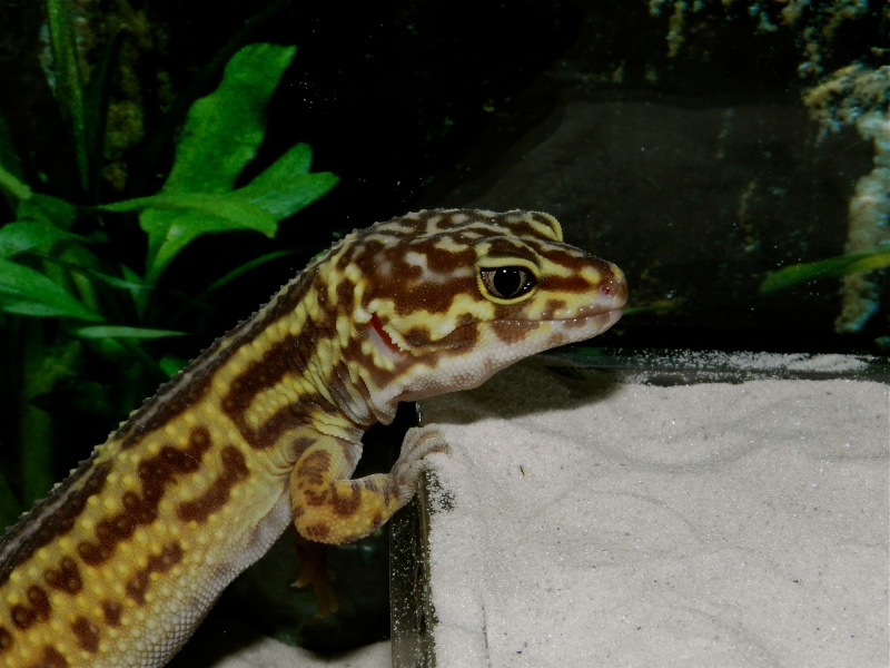 Mes geckos léopard Dscn1324