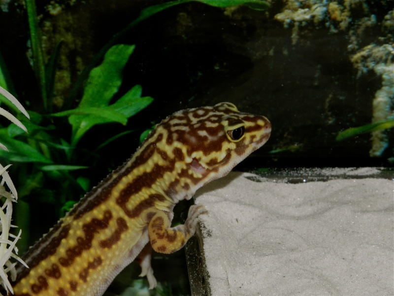 Mes geckos léopard Dscn1325