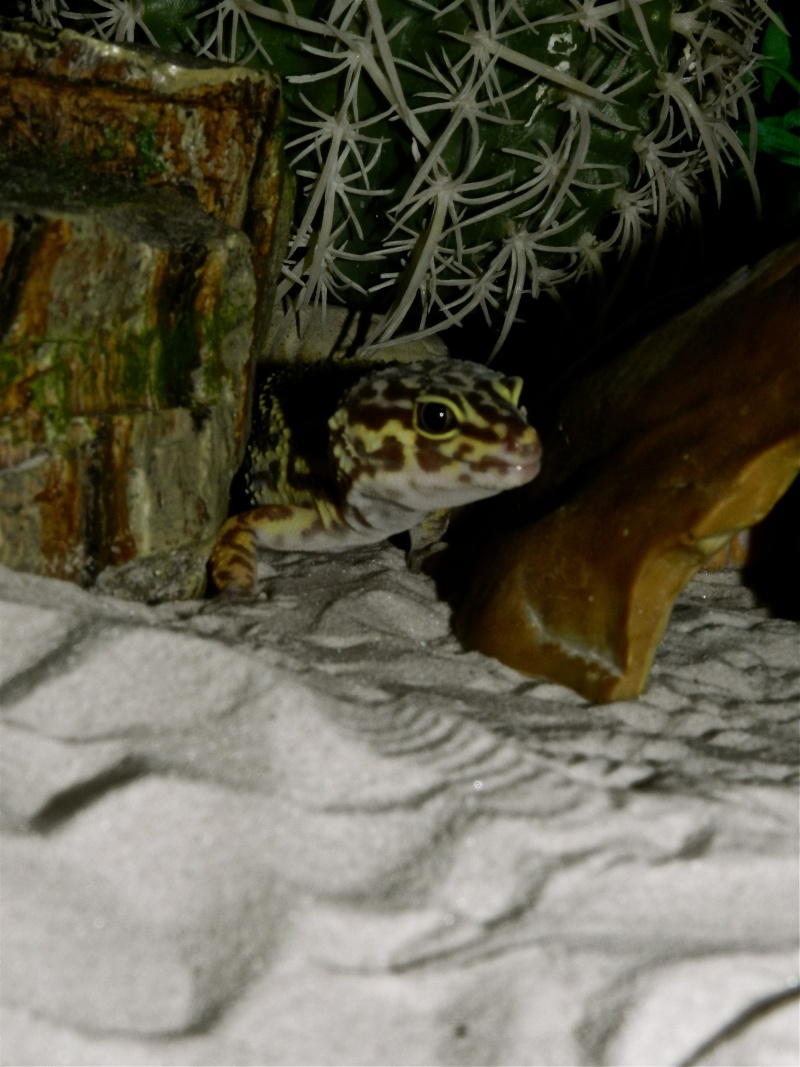 Mes geckos léopard Dscn1326