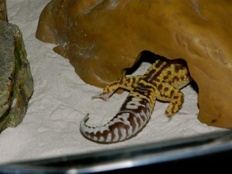Mes geckos léopard Dscn1327