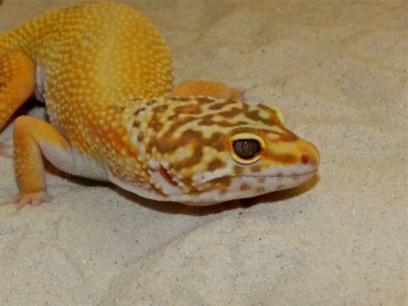Mes geckos léopard Dscn1515