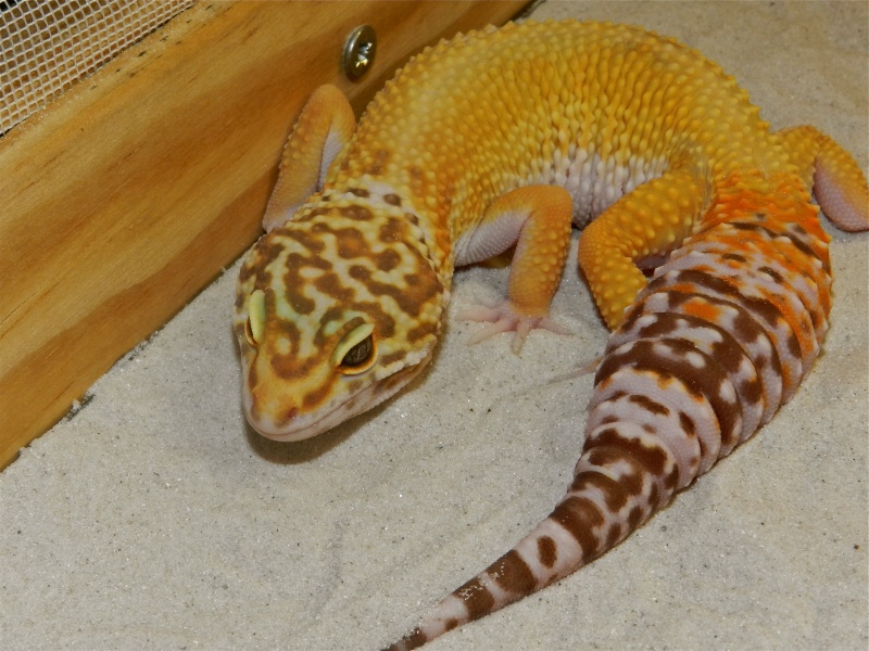 Mes geckos léopard Dscn1516