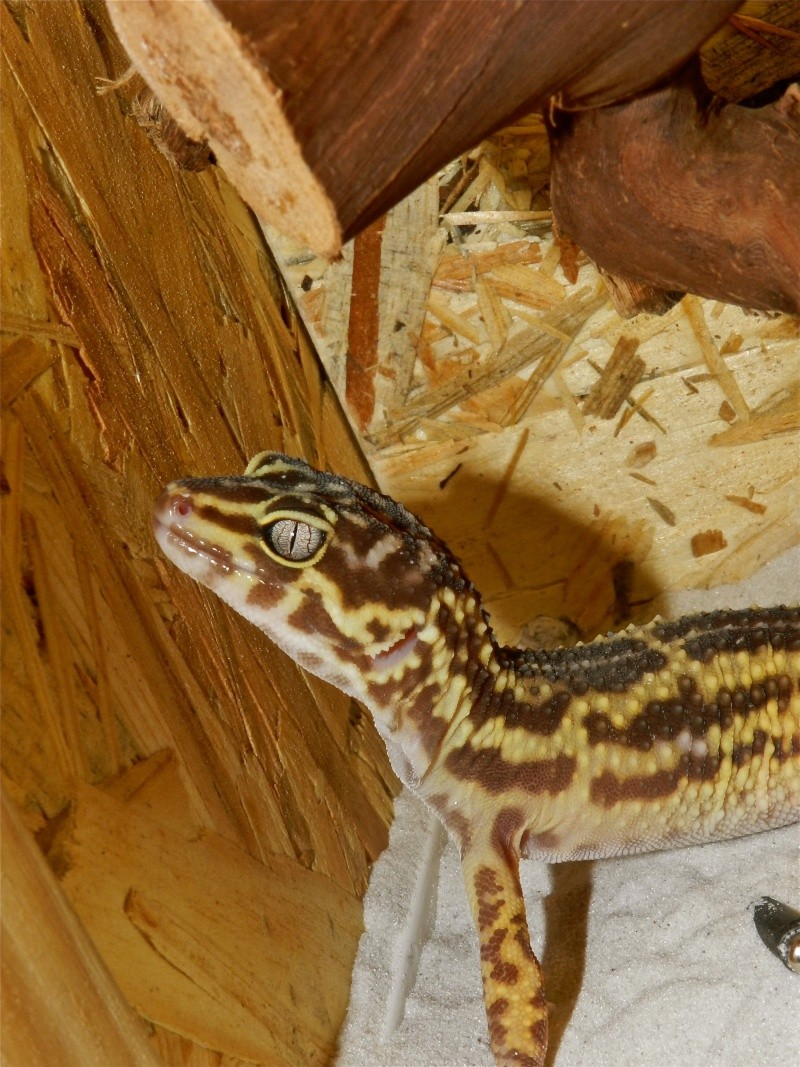 Mes geckos léopard Dscn1517