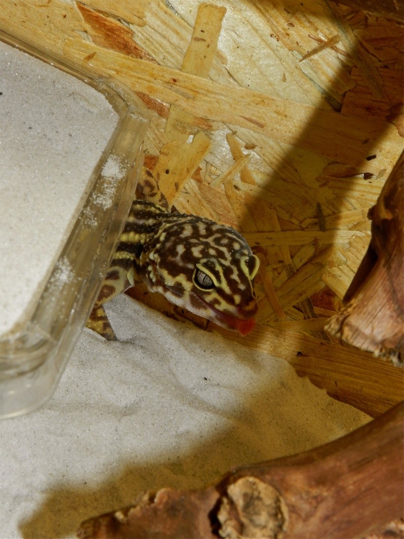 Mes geckos léopard Dscn1518
