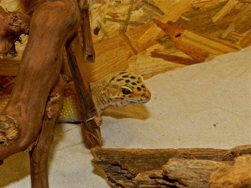 Mes geckos léopard Dscn1519