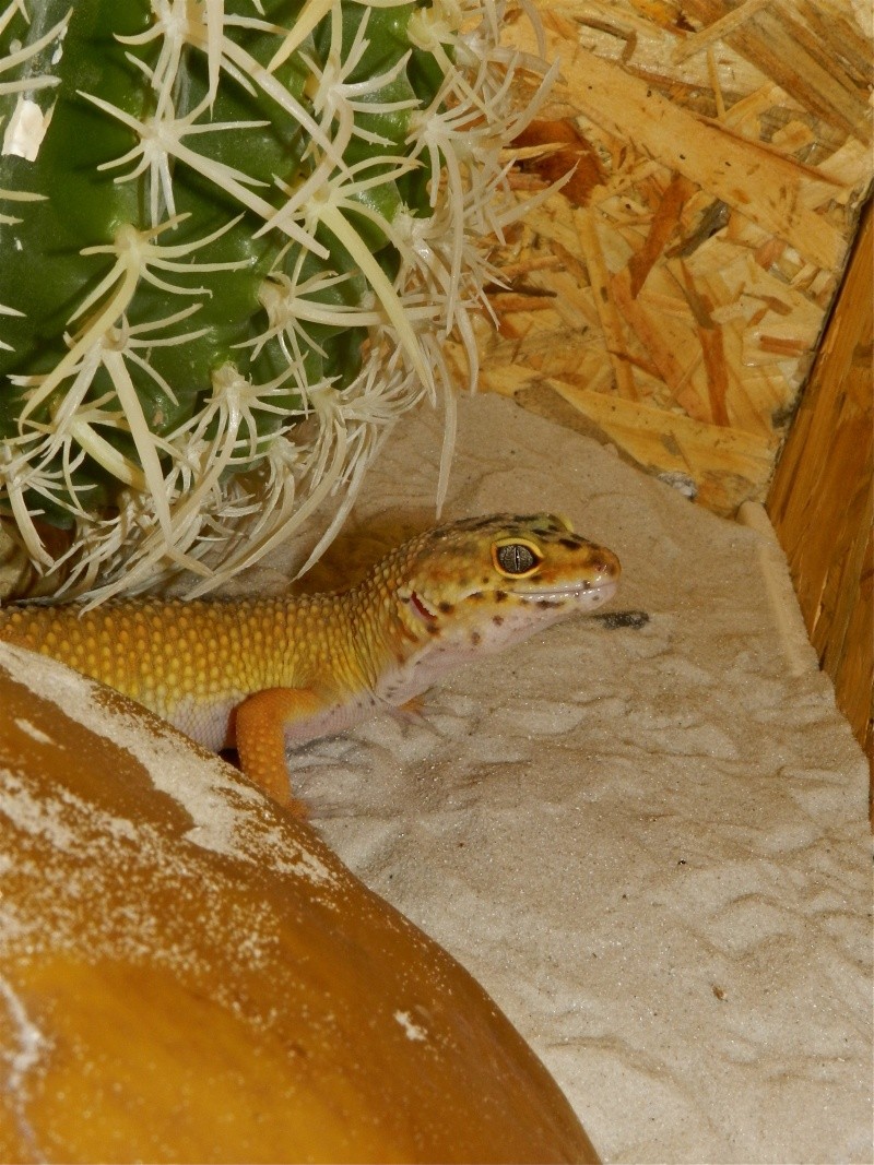 Mes geckos léopard Dscn1520