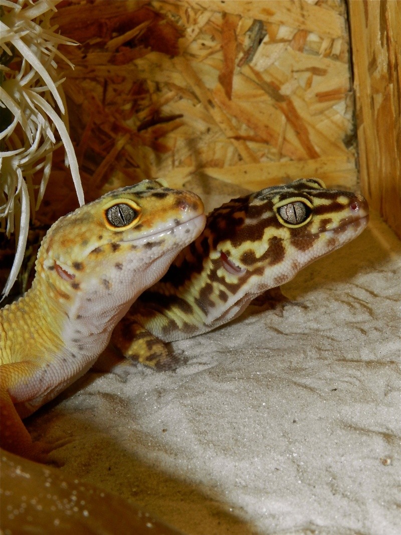 Mes geckos léopard Dscn1521