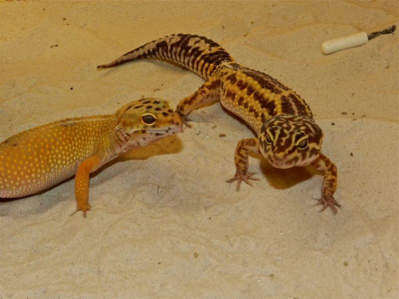 Mes geckos léopard Dscn1628