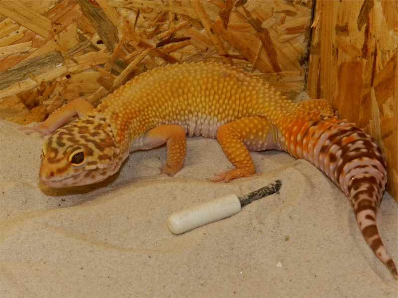Mes geckos léopard Dscn1629