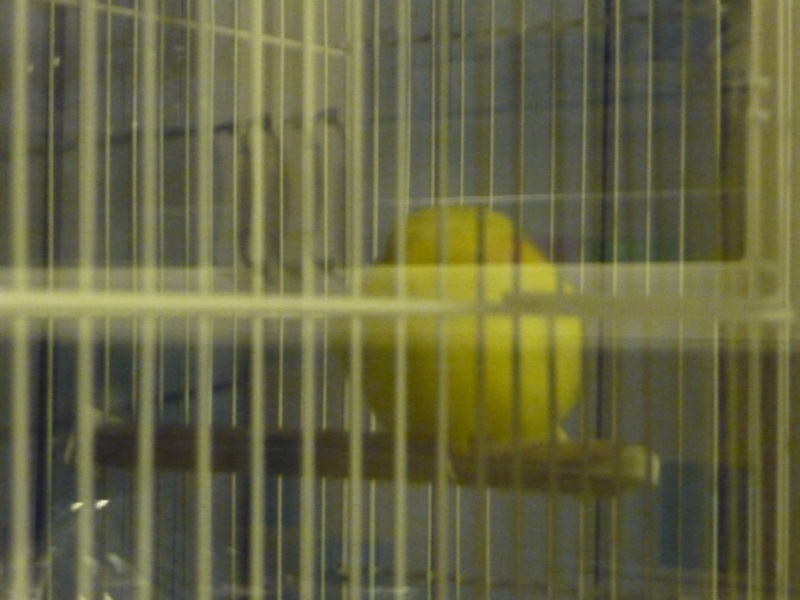 Mon canari qui dort =) P1020124