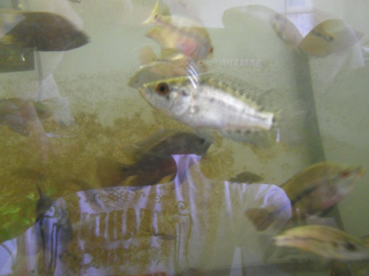 identification parachromis dovii 26353511