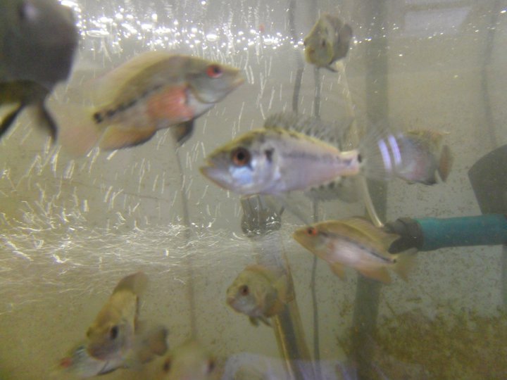 identification parachromis dovii 26517011