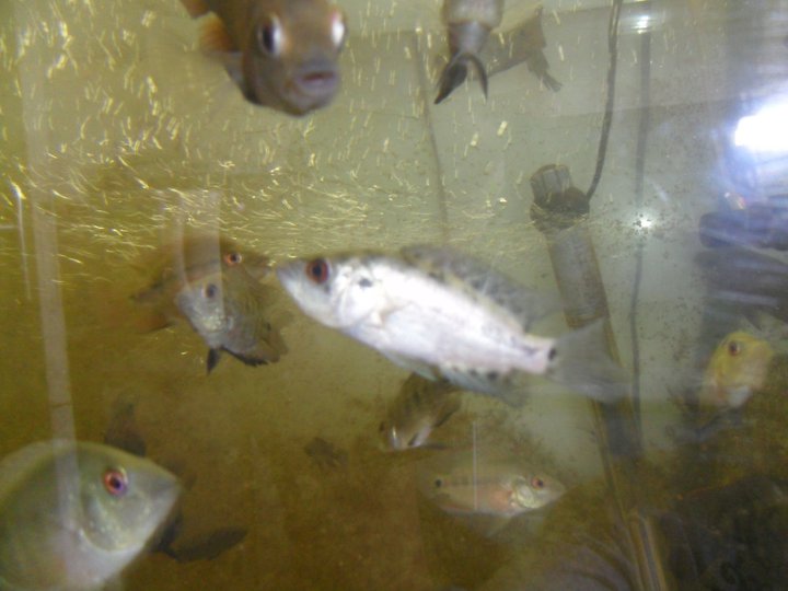 identification parachromis dovii 26812511