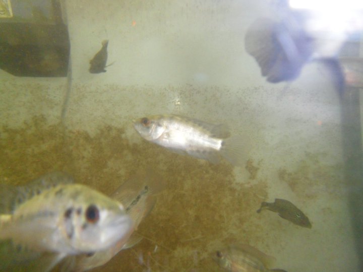 identification parachromis dovii 26822011