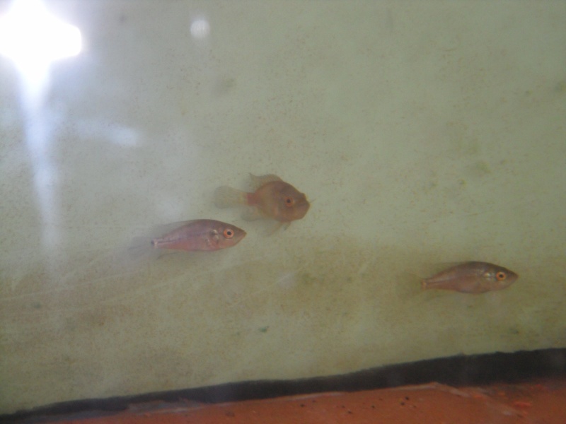 identification parachromis dovii Sam_1010