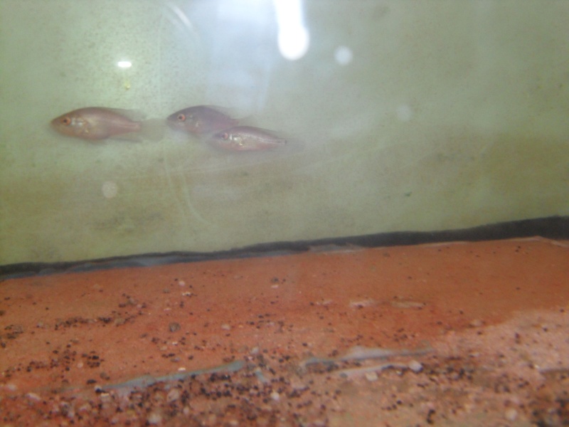 identification parachromis dovii Sam_1011