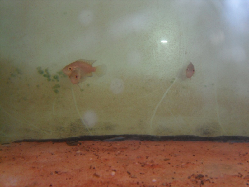 identification parachromis dovii Sam_1013