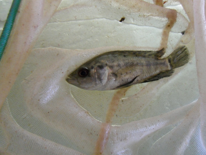identification parachromis dovii - Page 2 Sam_1111