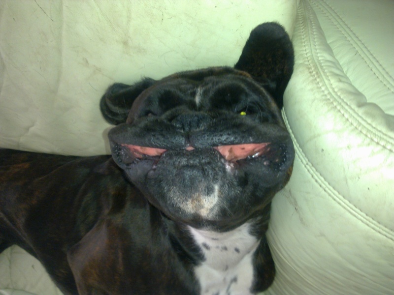 Le chien le plus souriant de la terre 10052010